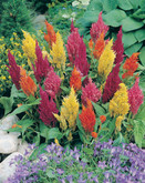 Celosia Prince of Wales