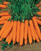 Carrot Amsterdam Forcing 2 - Amice