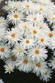 Chrysanthemum Crazy Daisy