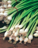 Onion Spring White Lisbon