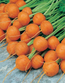 Carrot Atlas     (Sub For Parmex)