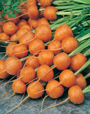 Carrot Parmex