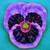 Perfect Pansy Brooch