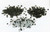 Silhouette Crystal Assorted Pack 4 540/pkg