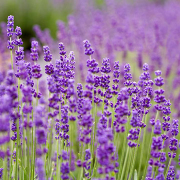 betty-blue-lavender.jpg