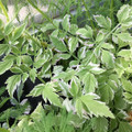 Pond Plants - Duck Weed, Rainbow Water Parsley, Bunched Arrowhead, Lizard's Tail, Sedges