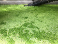 Pond Plants - Duck Weed (1 Cup/284ml)