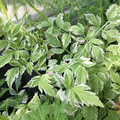 Pond Plants - Rainbow Water Parsley (6" Pot/Bundle)