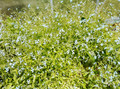 Pond Plants - Water Forget-me-not (8" Pot/Bundle)