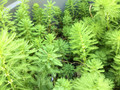 Pond Plants - Parrot Feather - 6pc