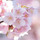 Japanese Sakura Extract (Cherry Blossom & Leaf)