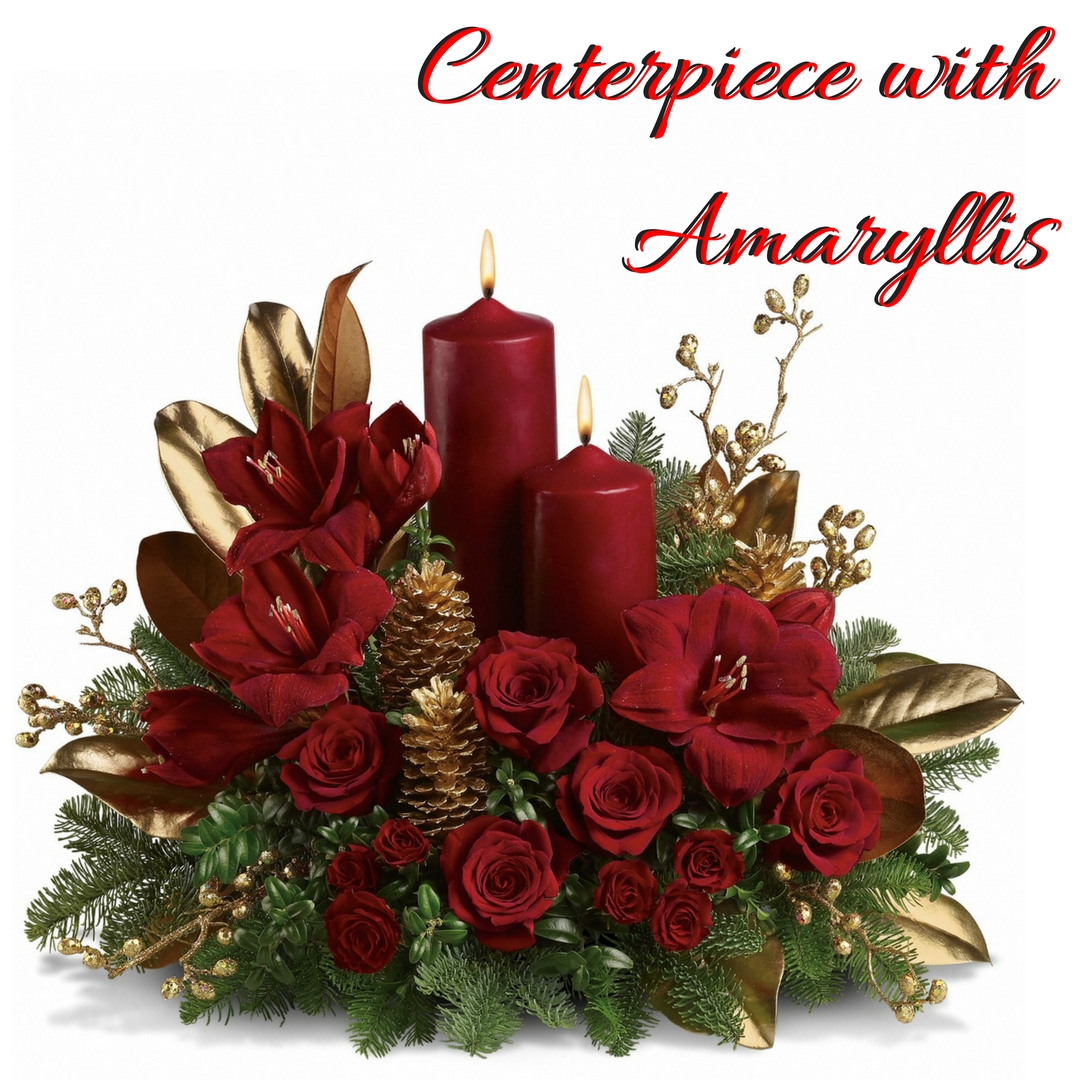 December Flower Spotlight: The Amaryllis - Enchanted Florist Pasadena