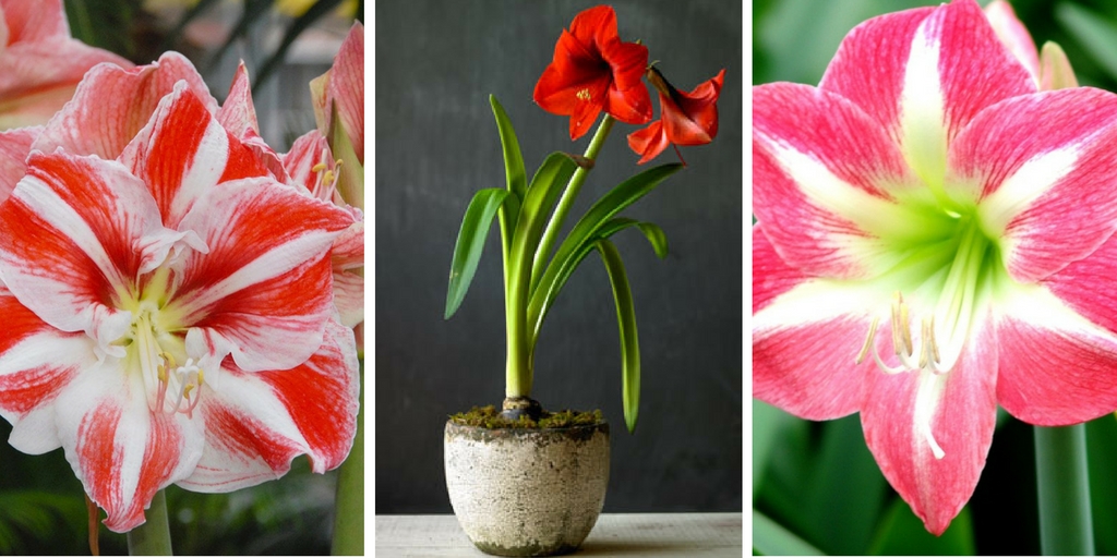 December Flower Spotlight: The Amaryllis - Enchanted Florist Pasadena