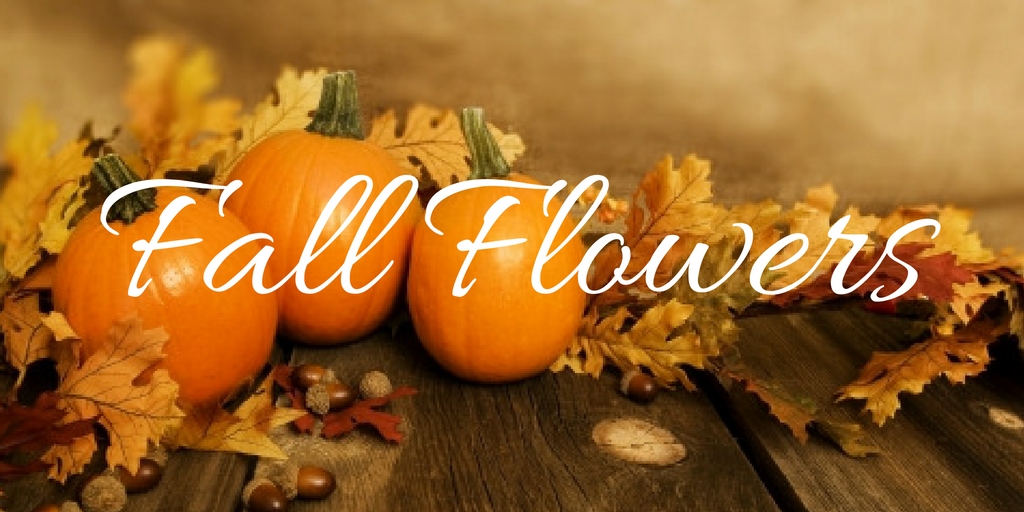 fall flowers autumn flowers