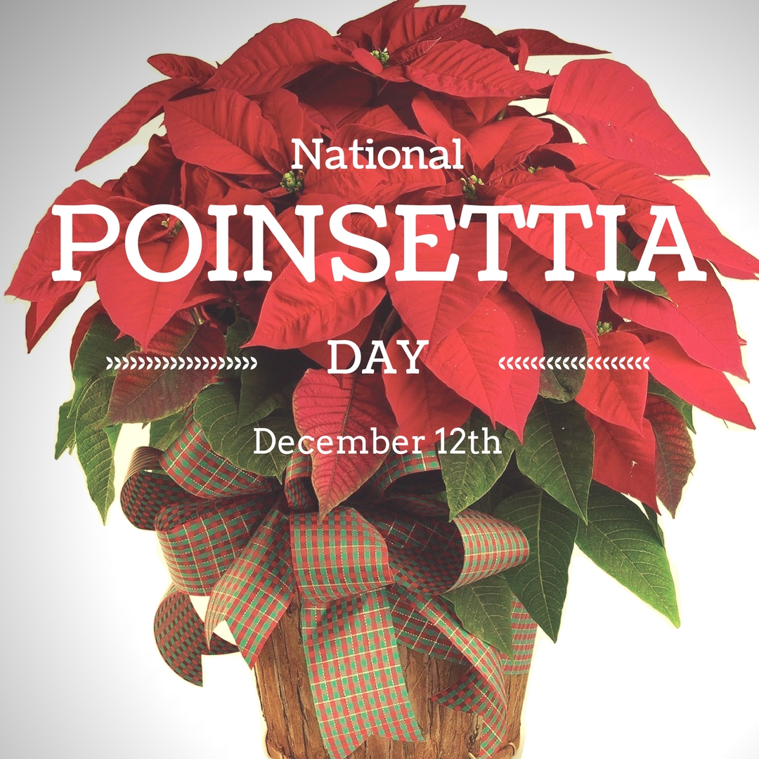 Celebrating National Poinsettia Day On December 12th Enchanted   Holiday Christmas Poinsettia Plants For Delivery Slide Blog Thumbnail 