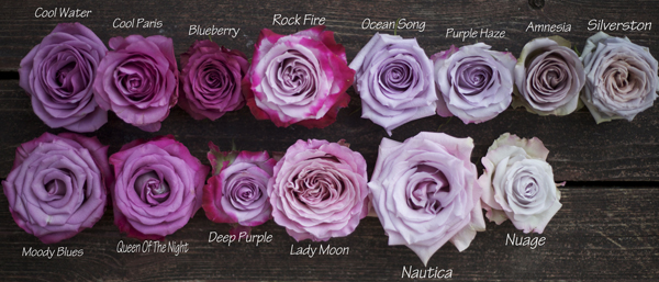 Beautiful Purple Roses: A Magical Choice to Show Your Love - Enchanted