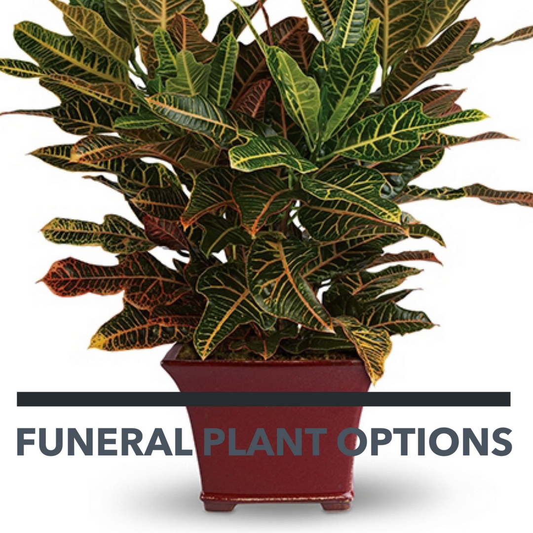 Fairmont Funeral Home Pasadena Tx Fairmont Funeral Home Pasadena Tx