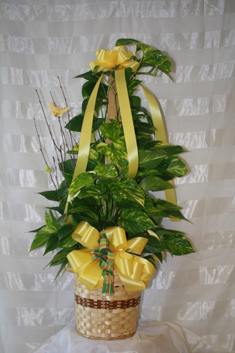 Tall City Delivery >> Totem Pole Ivy - How to Care for Ivy Plants by Enchanted Florist Pasadena TX Tall City Delivery >> Totem Pole Ivy - How to Care for Ivy Plants by Enchanted Florist Pasadena TX