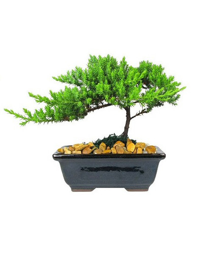 Small Bonsai Tree for Delivery in Houston area