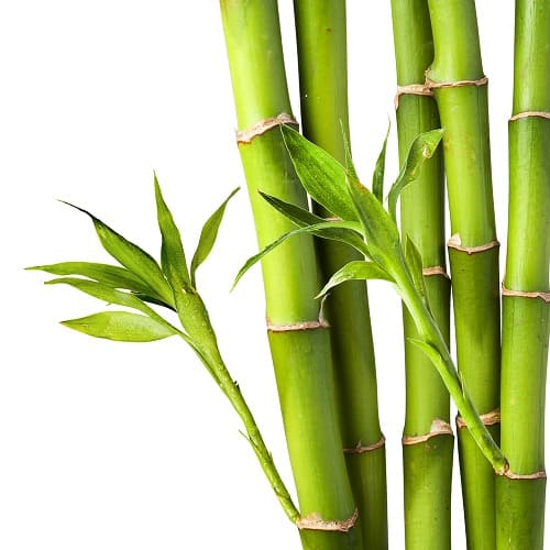 Bamboo Tree Picture 