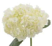 Hydrangea White (15)