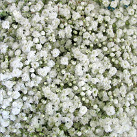 Fresh Wholesale Flowers