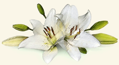Easter Lilly easter lilly
