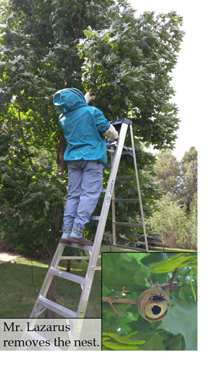Mr. Lazarus removes the wasp nests from our trees wasp nest removal
