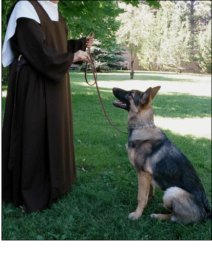 Zelie in training german shepherd puppy training