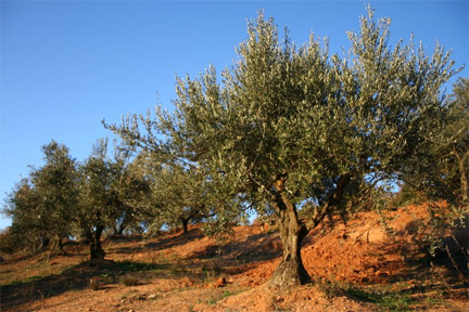 rallis-icepressed-raw-olive-oil-orchard.jpg