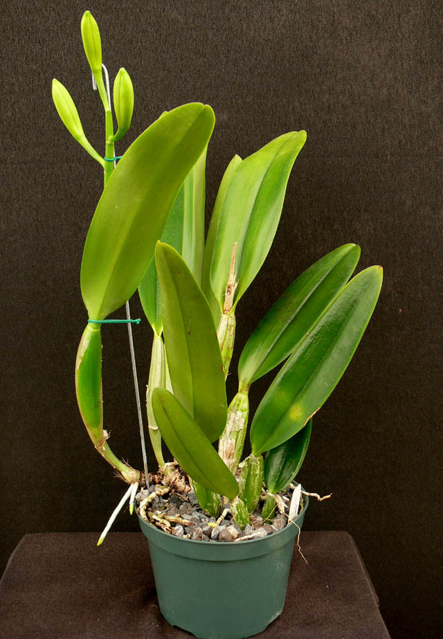 Cattleya Orchid In Bud Offer Odom S Orchids Inc