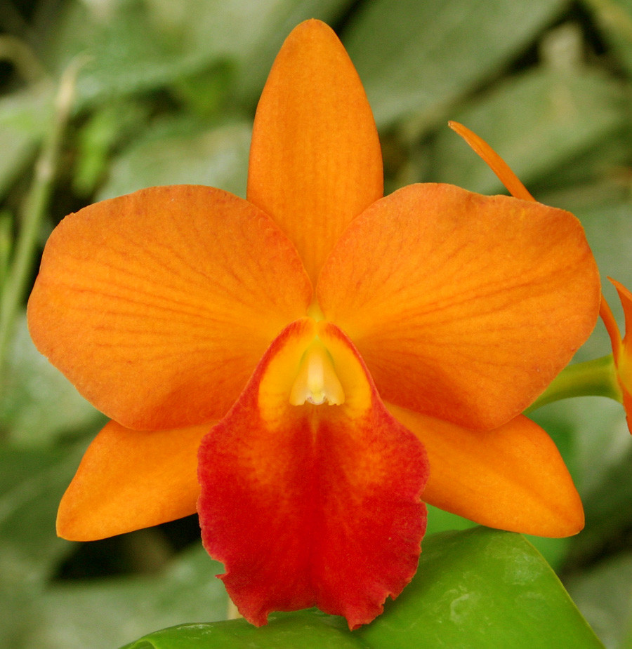Slc. Orglade's Tradition 'Sunset' AM/AOS. - Odom's Orchids, Inc.