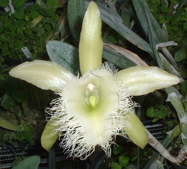 Rhyncholaelia (Brassavola) Digbyana. - Odom's Orchids, Inc.