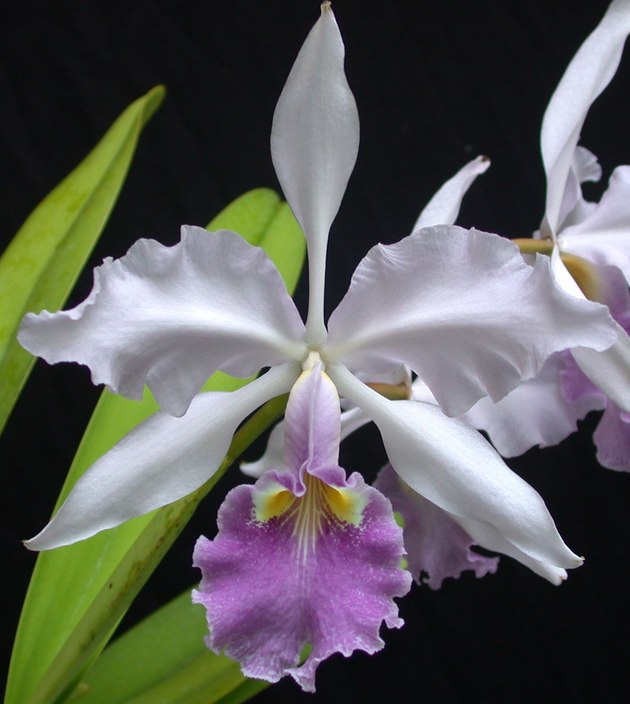 C Warscewiczii Var Coerulea Odoms Orchids Inc