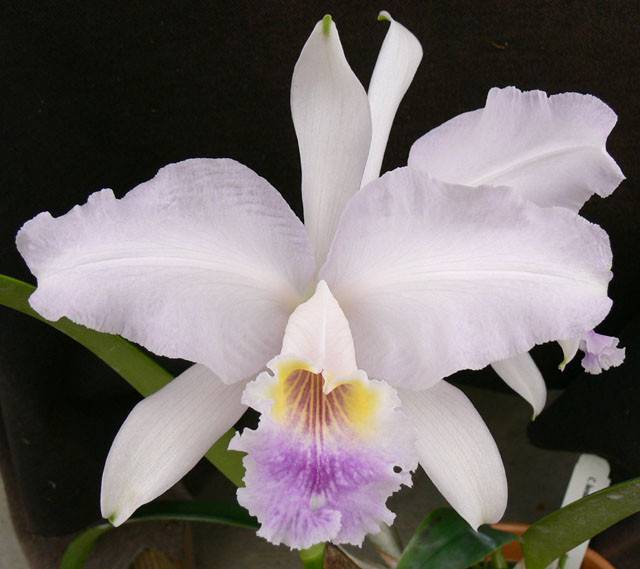 C Lueddemanniana Var Coerulea Odoms Orchids Inc