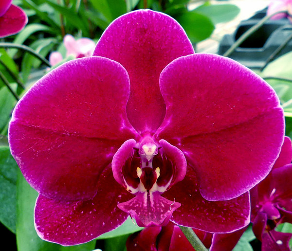 Phal. OX Black Face. - Odom's Orchids, Inc.
