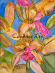 Cattleya Bicolor
