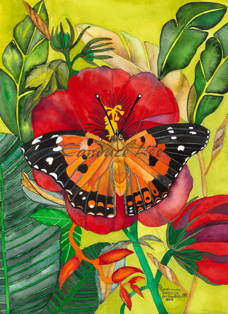 Kamehameha Butterfly - Candace Lee Art