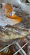Meb Bakery Zaatar Bread 3 x 150G | Fairdinks