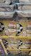 Sunny Brand Duck & Pineapple Dumplings 2 x 400G | Fairdinks
