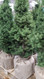 Live Christmas Tree 33CM pot | Fairdinks