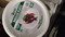 IECO Bagasse 7" Plates Sugarcane Pulp 180CT | Fairdinks