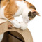Catit Vesper Minou Scratcher Hideaway Oak | Fairdinks