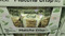 The Tropical Co. Matcha Crisp 300G | Fairdinks