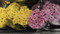Grower's Bunch - Chrysanthemum | Fairdinks