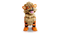 Lego Pokemon Arcanine 72160 | Fairdinks