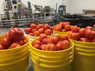 In 2020 we bottled over 30,000 lbs of local tomatoes into mason jars for our brand as well as for local farms to sell to their CSA members and farm store customers throughout the winter months. If we are out of stock of this item, please take a look at Red Fire Farm (Granby, MA), Atlas Farm (Deerfield, MA), Next Barn Over Farm (Hadley, MA), and Stone Soup Farm (Amherst, MA) for this fantastic staple pantry item.