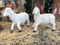 Set of two standing lambs for a large indoor or outdoor Nativity scene. 
 