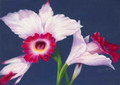 Atlanta Orchid S520-3/500 in Pastel Print by Susan Edgmon