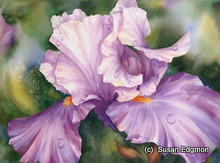 16 x 22 Divine Iris S469-7/500 Original Painting in Watercolor Print by Susan Edgmon